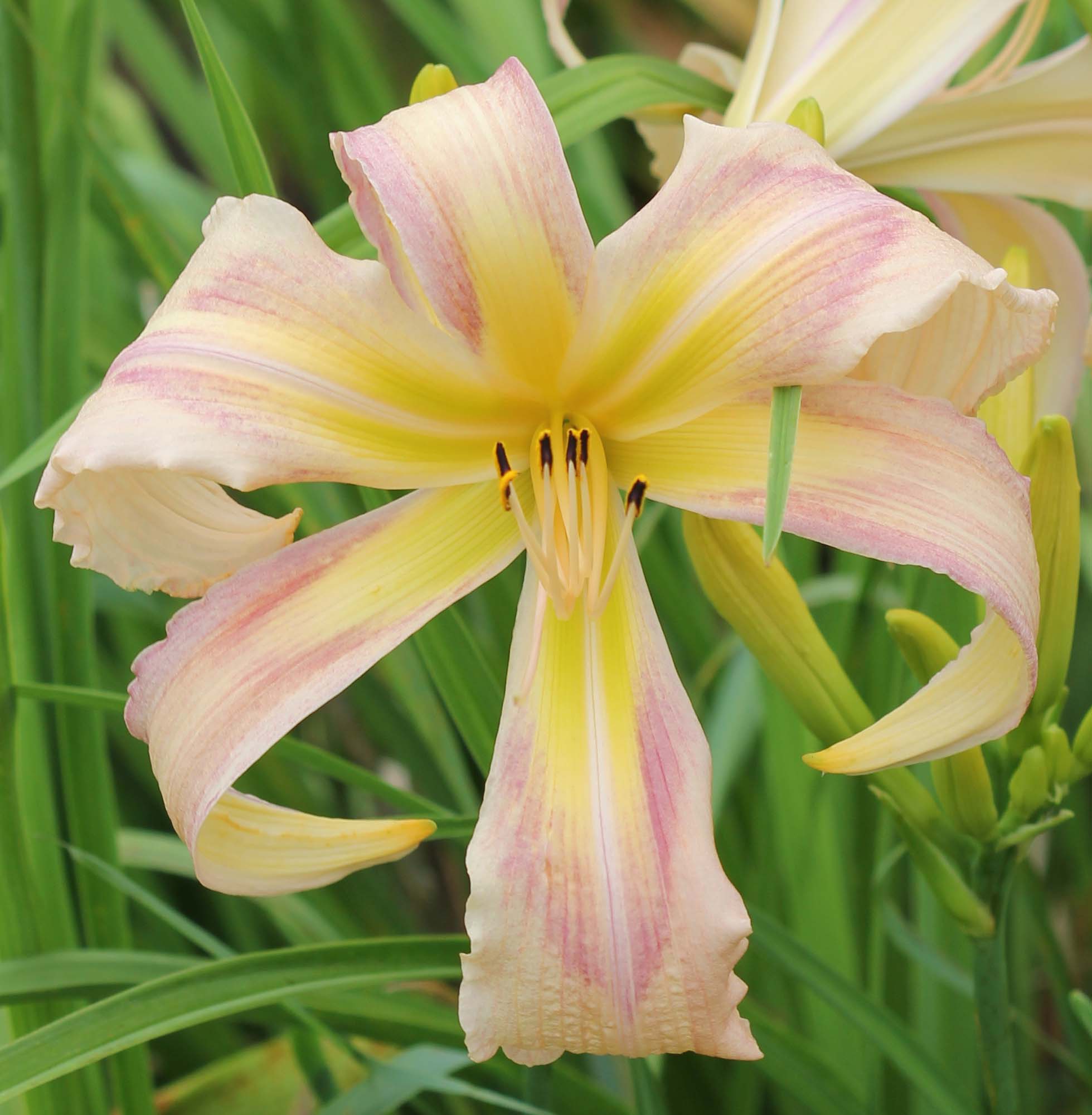 Lovely Pink Lady